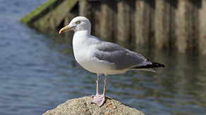 mouette à Bréhat
